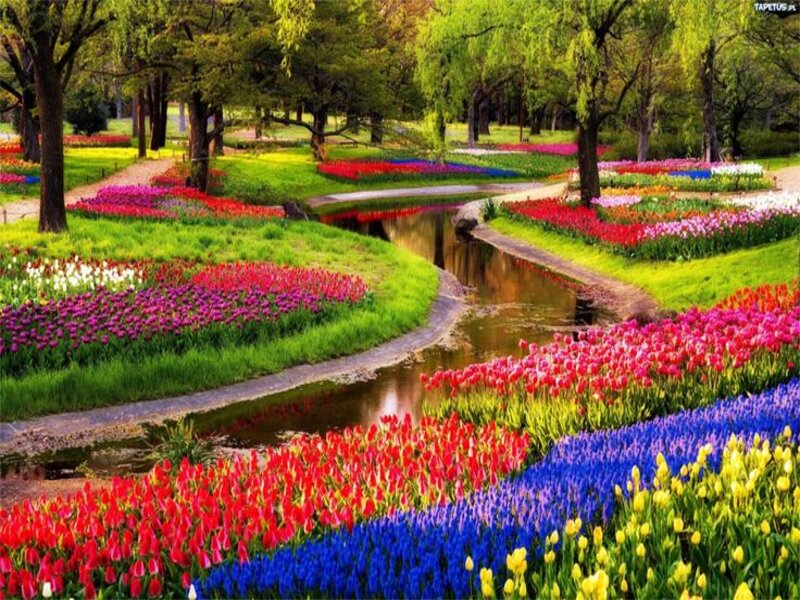 Vườn hoa Keukenhof 